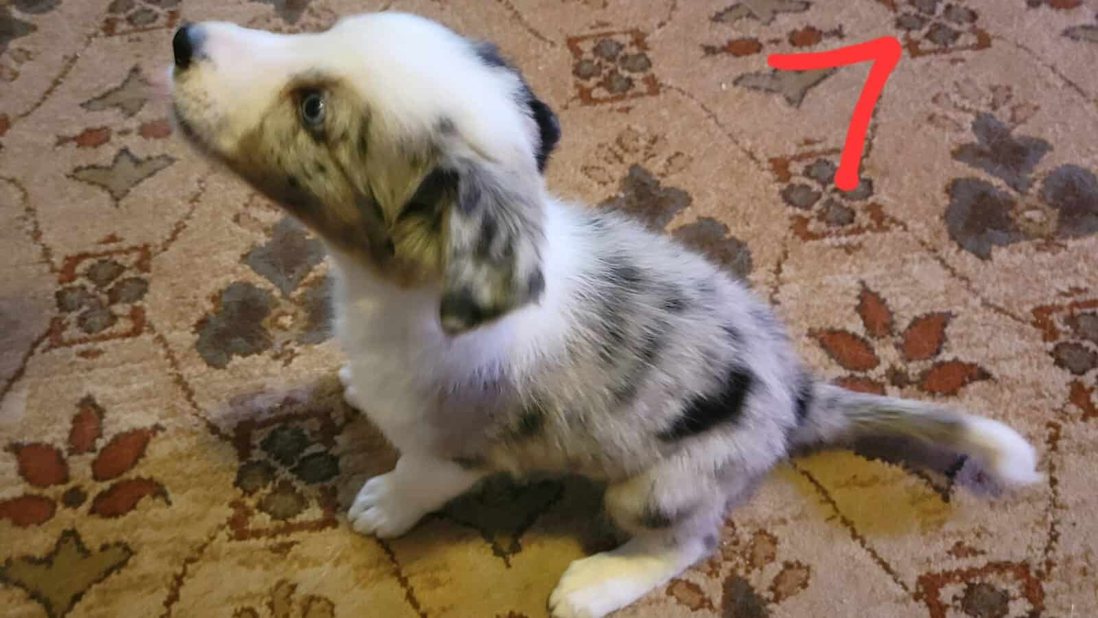 Australian Shepherd / Border Collie image 9
