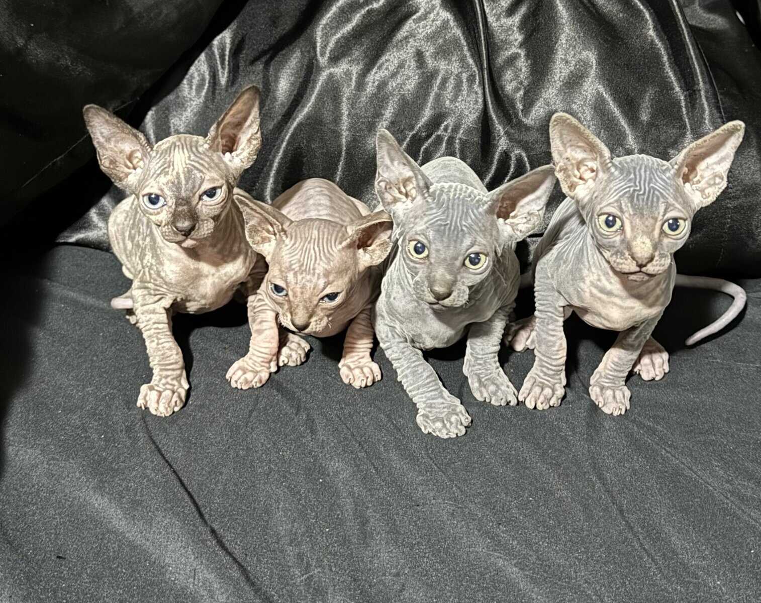 Sphynx Kittens Available – Healthy, Socialized, Re image 1