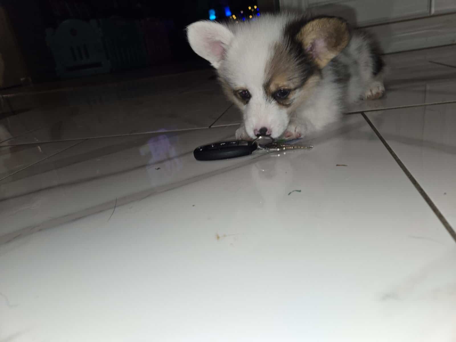 American corgi image 7