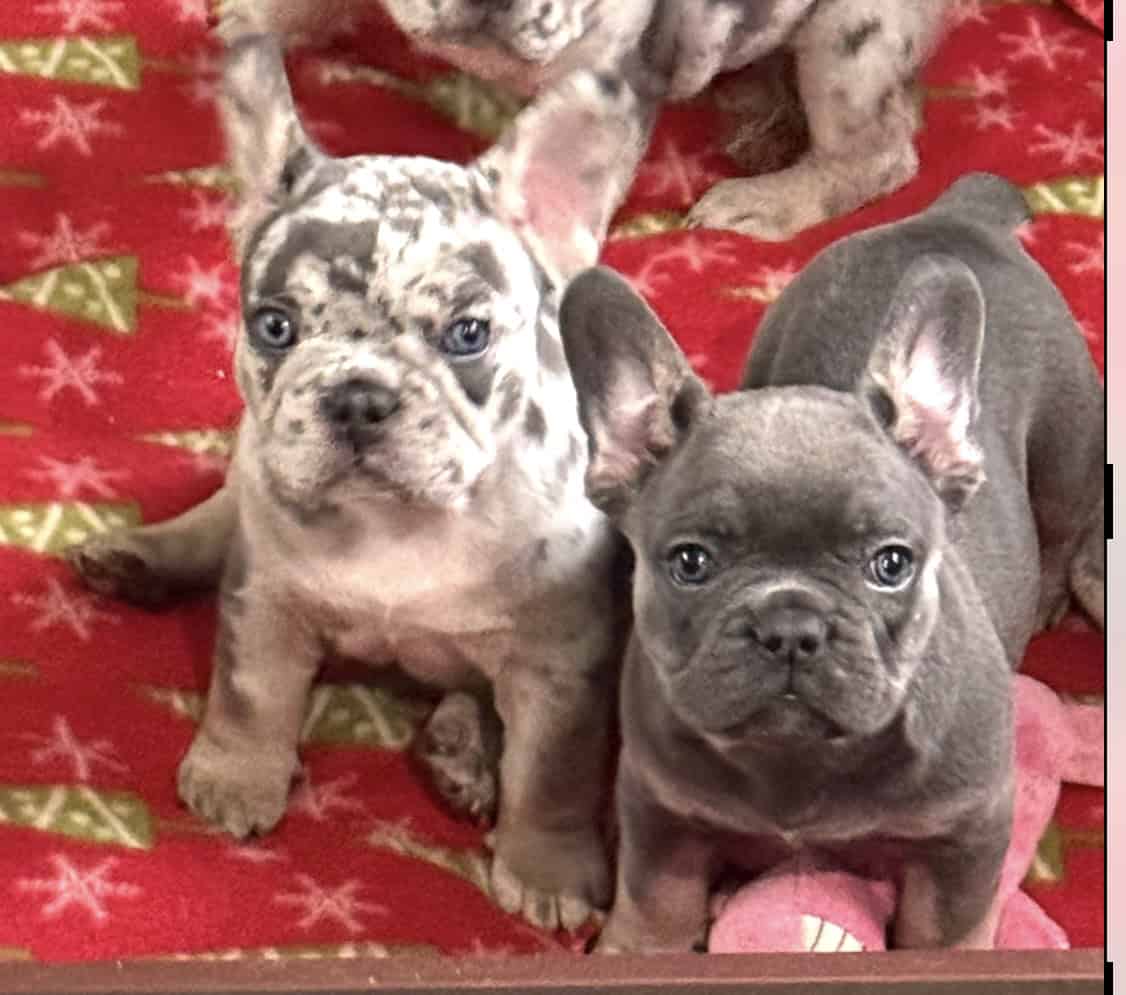 Christmas Frenchies image 10