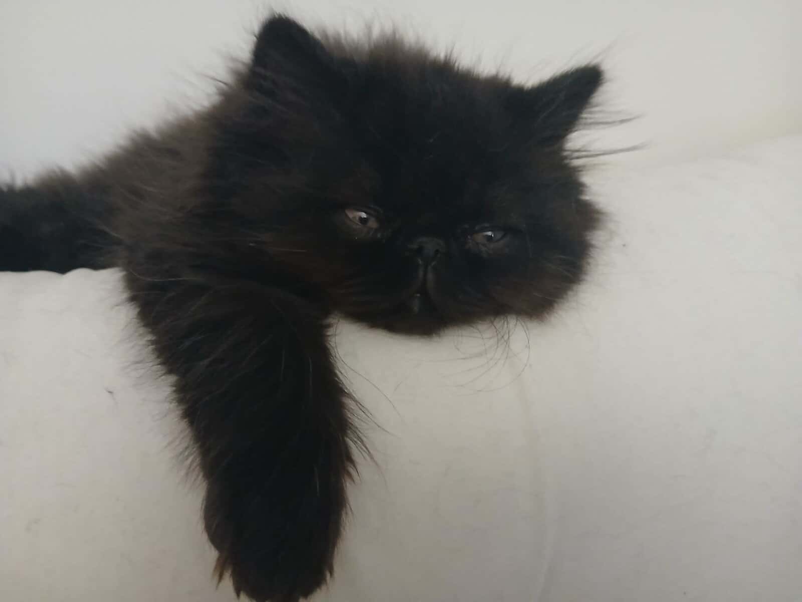 Black persian kitten image 3
