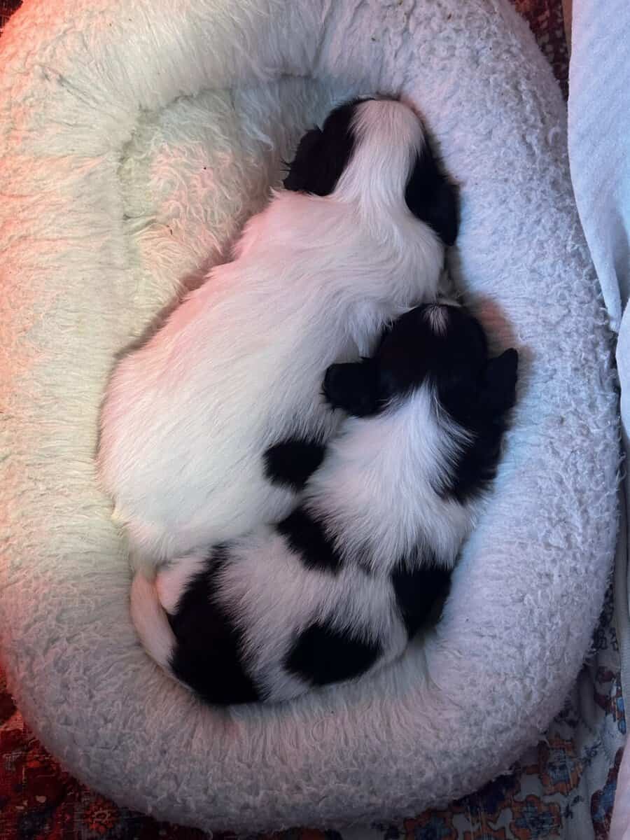 Locked and loaded Papillon Pups image 1