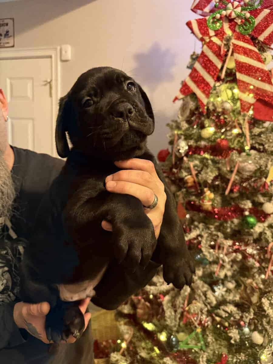 8 weeks old Male Cane Corso image 2