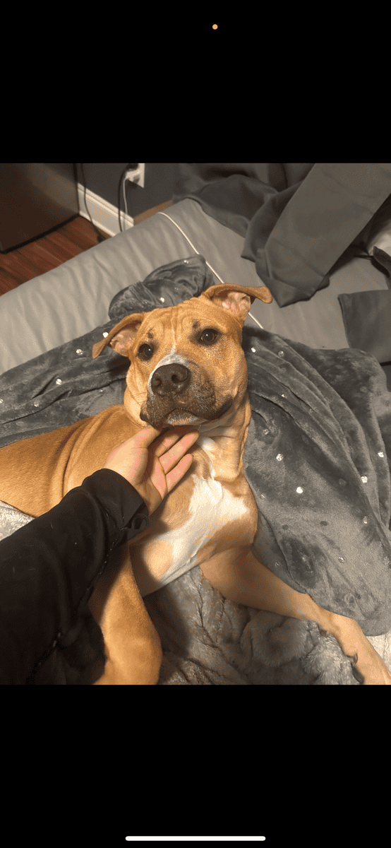 Rehoming Cash image 1