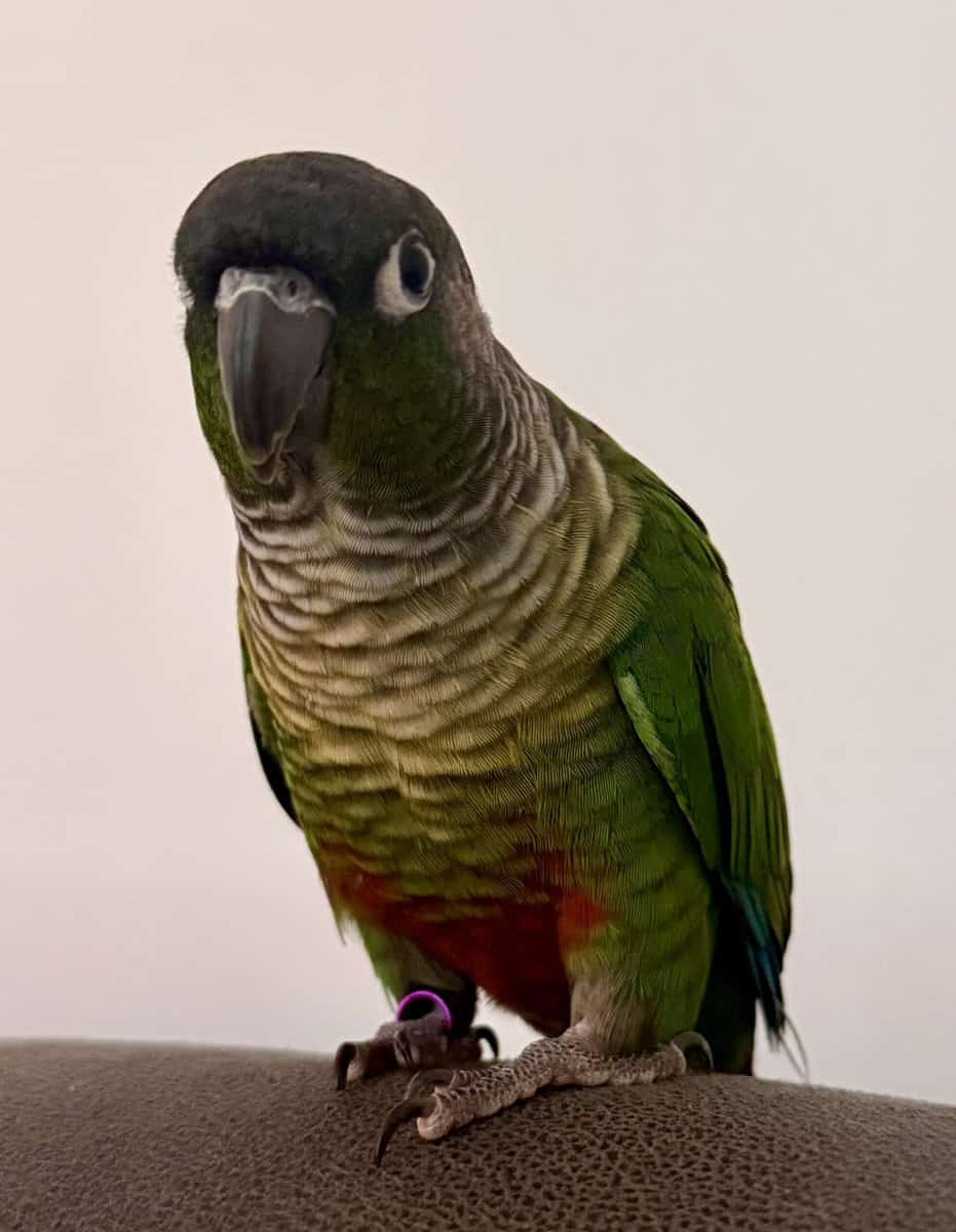 Green cheek conure and pineapple image 15