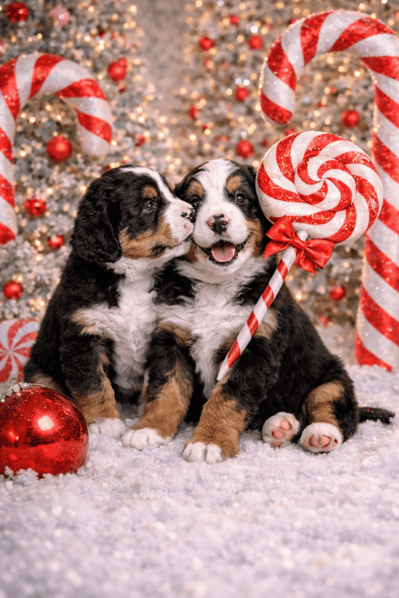 3 Week Old Hyper Allergenic Bernedoodle Puppies image 1