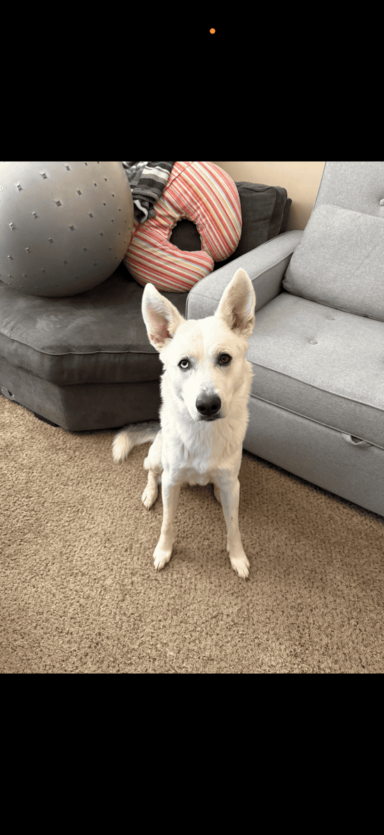 Rehoming Coal image 1