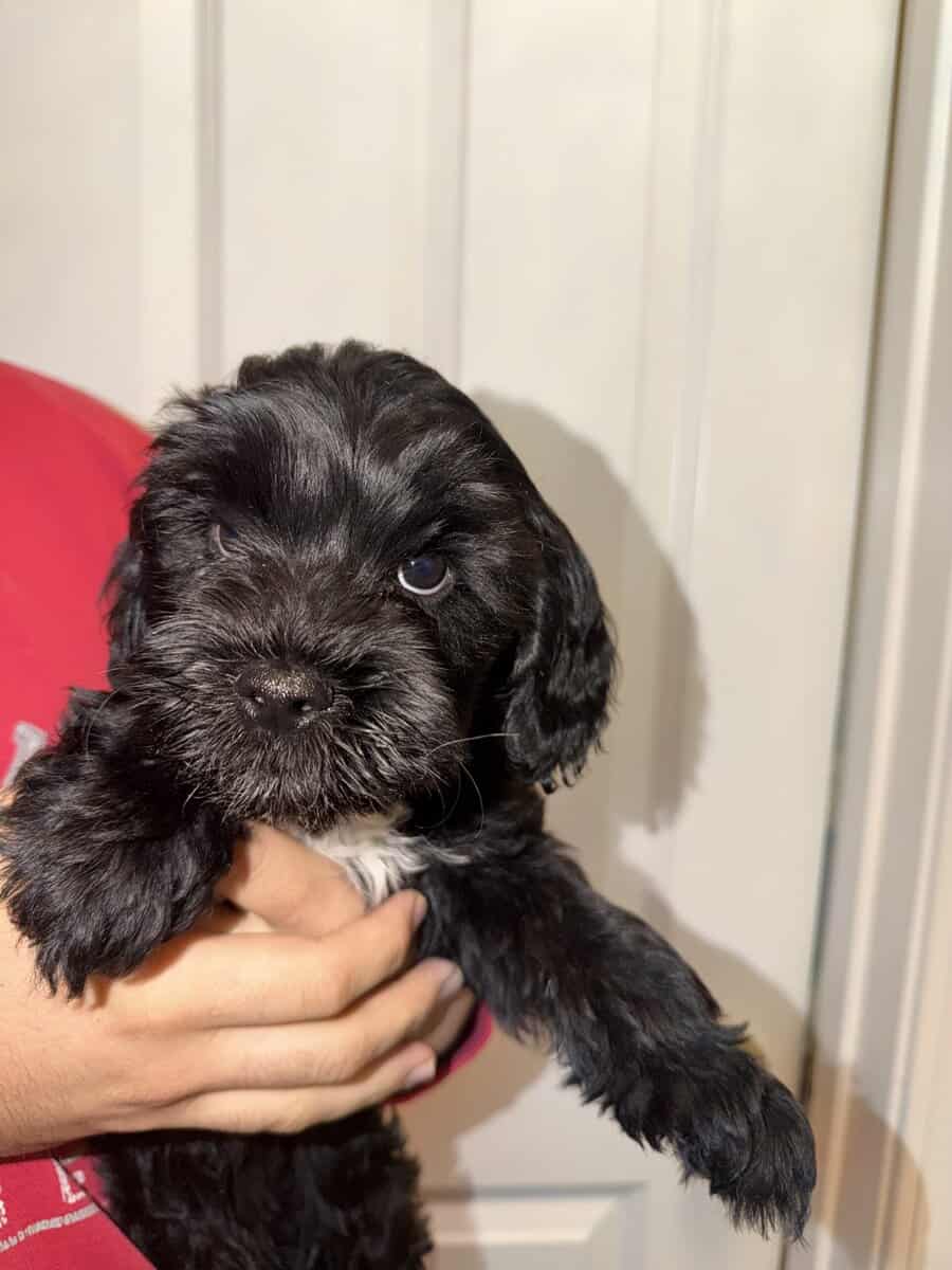 Doodle Mix Puppies image 1