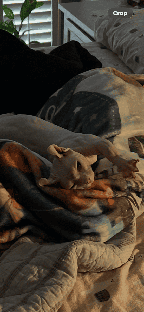2 Sphynx cat image 2