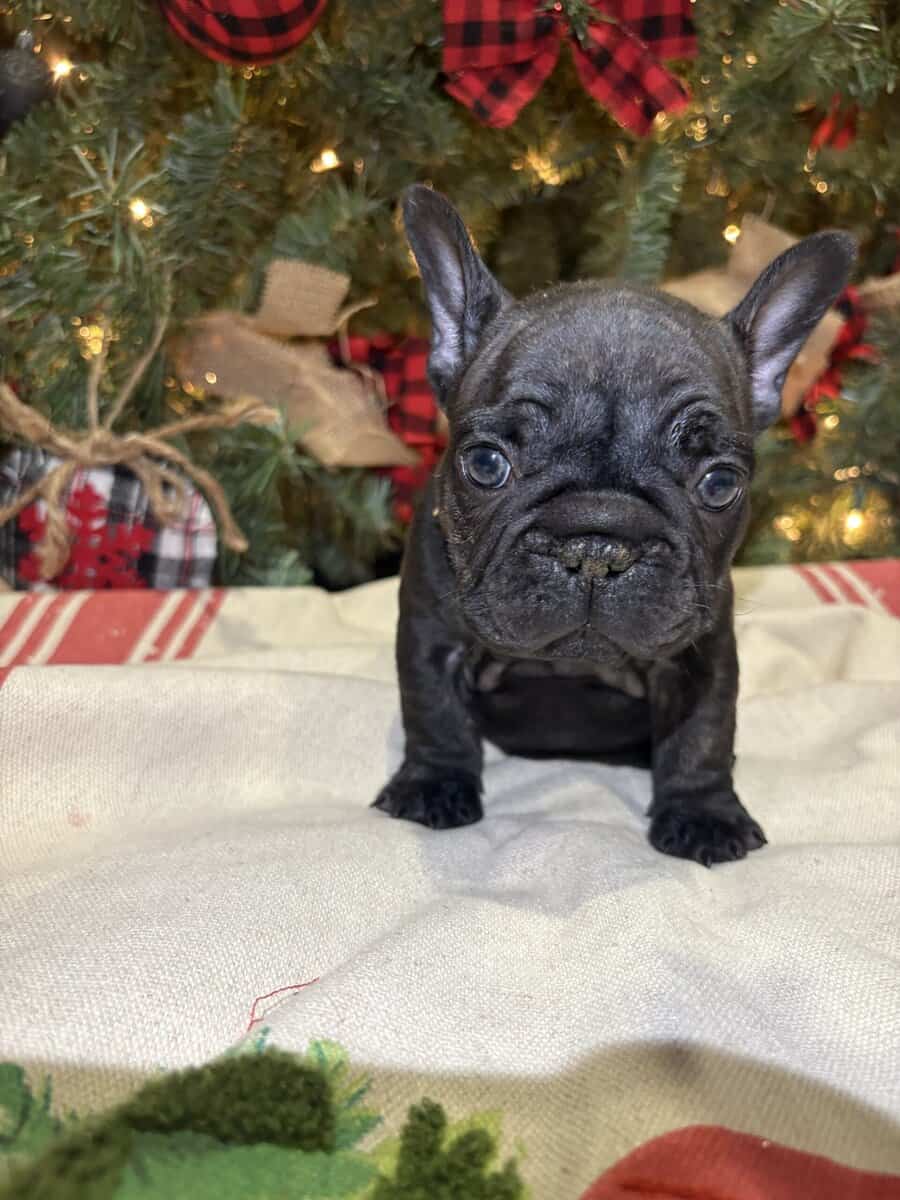 French bulldog puppies 2 female 1 male brindle image 2