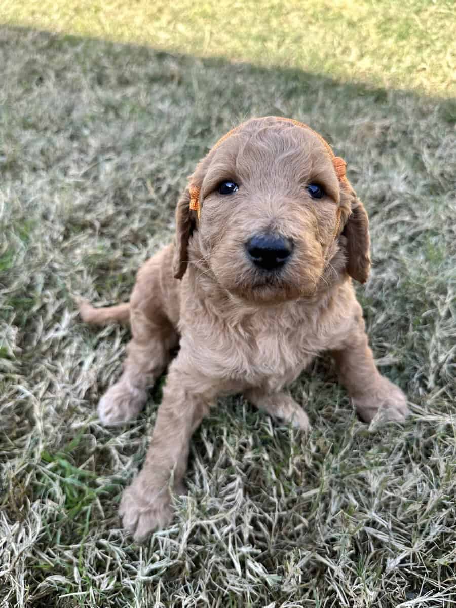 Goldendoodle Puppies image 13