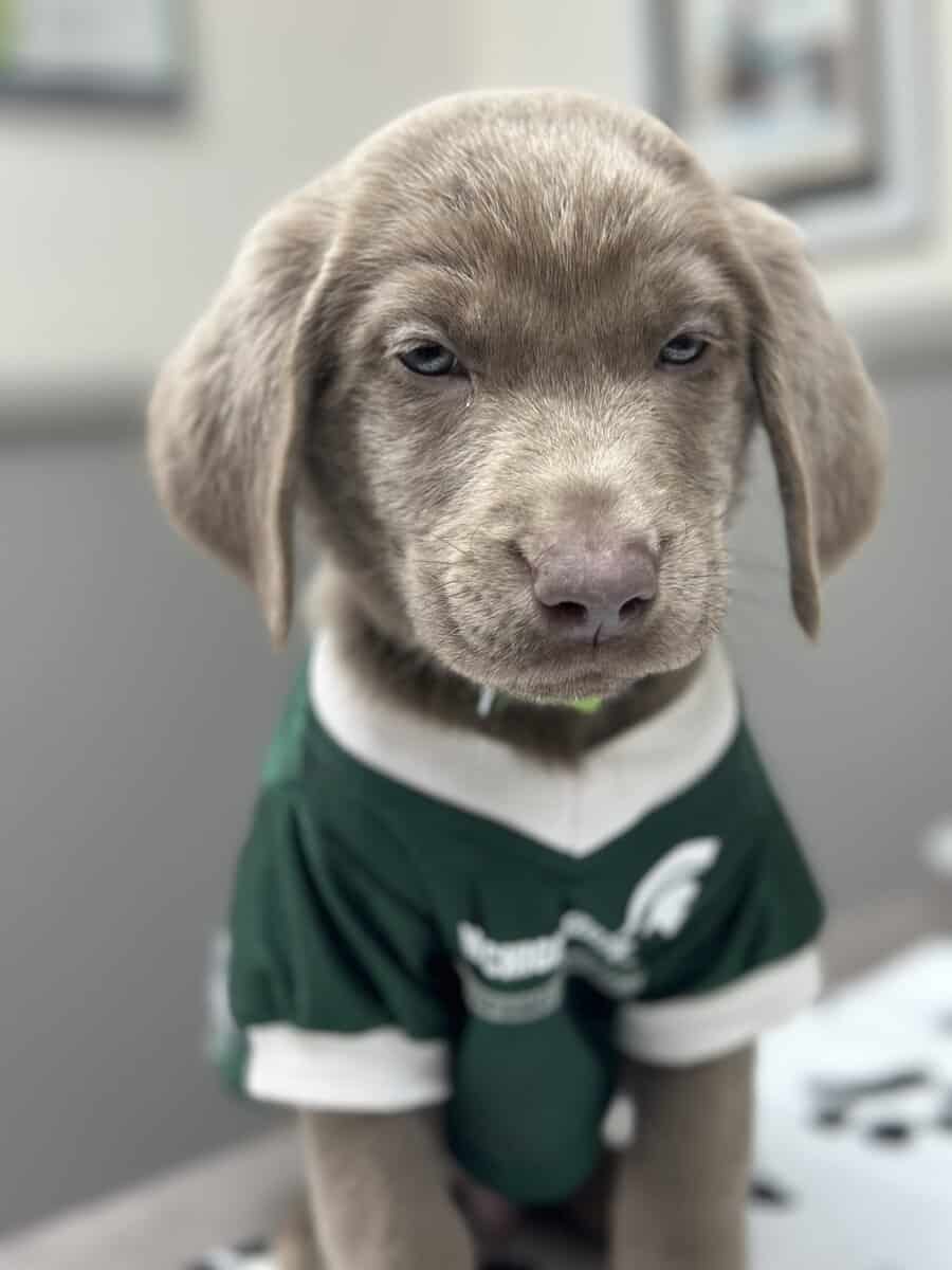 Silver Labrador Puppies for Christmas!!! image 4