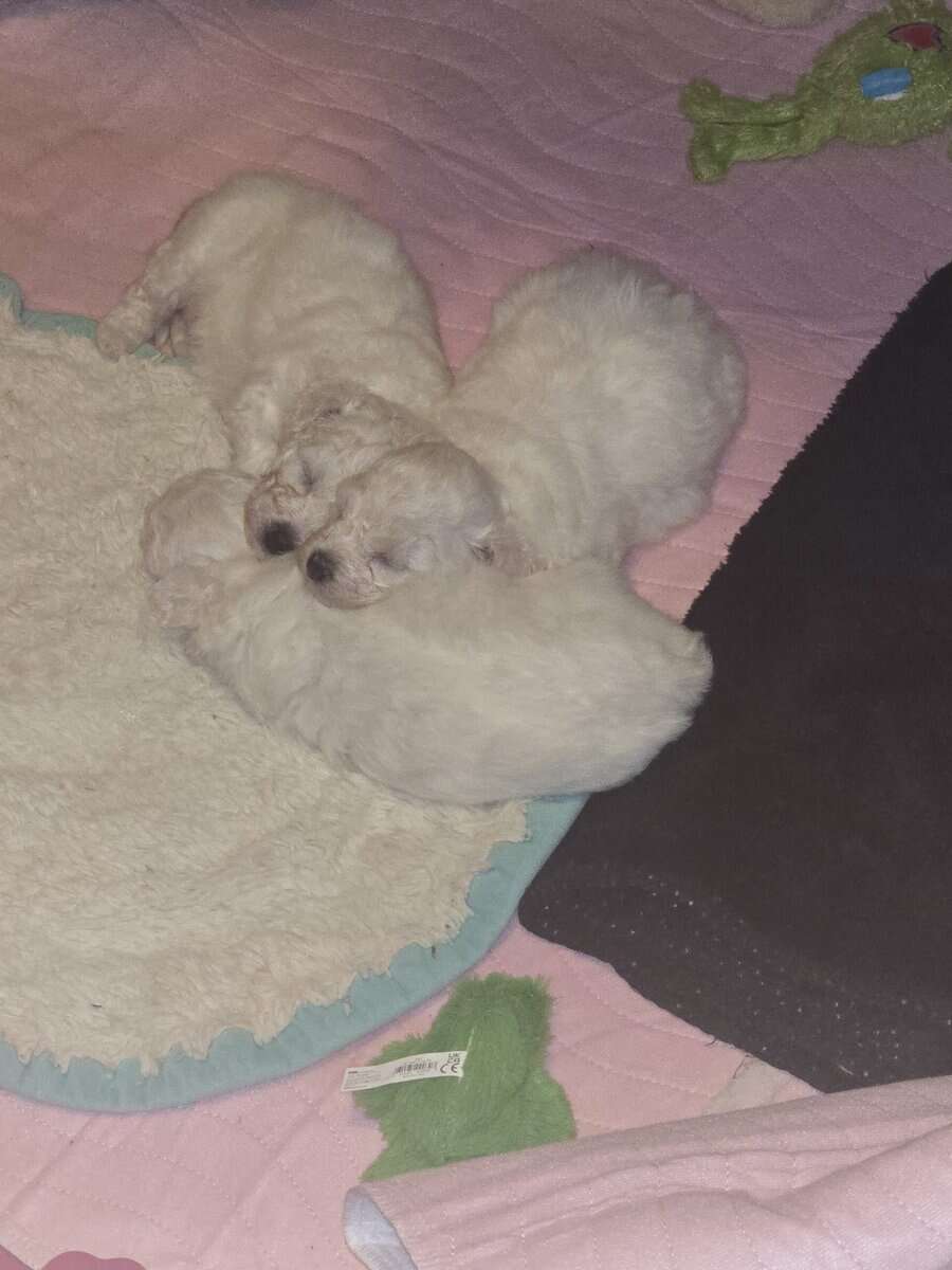 CHRISTMAS BICHON PUPPIES image 2