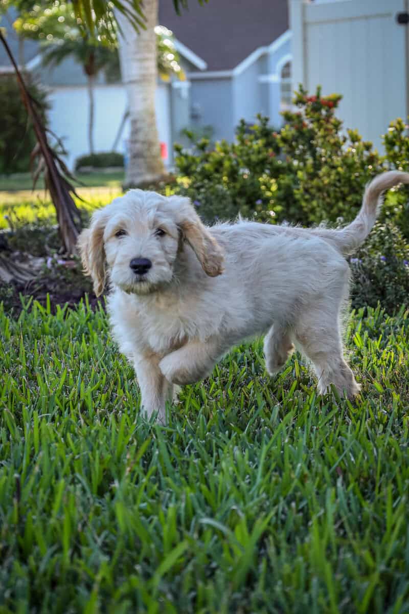 Standard Goldendoodles ready for adoption image 1