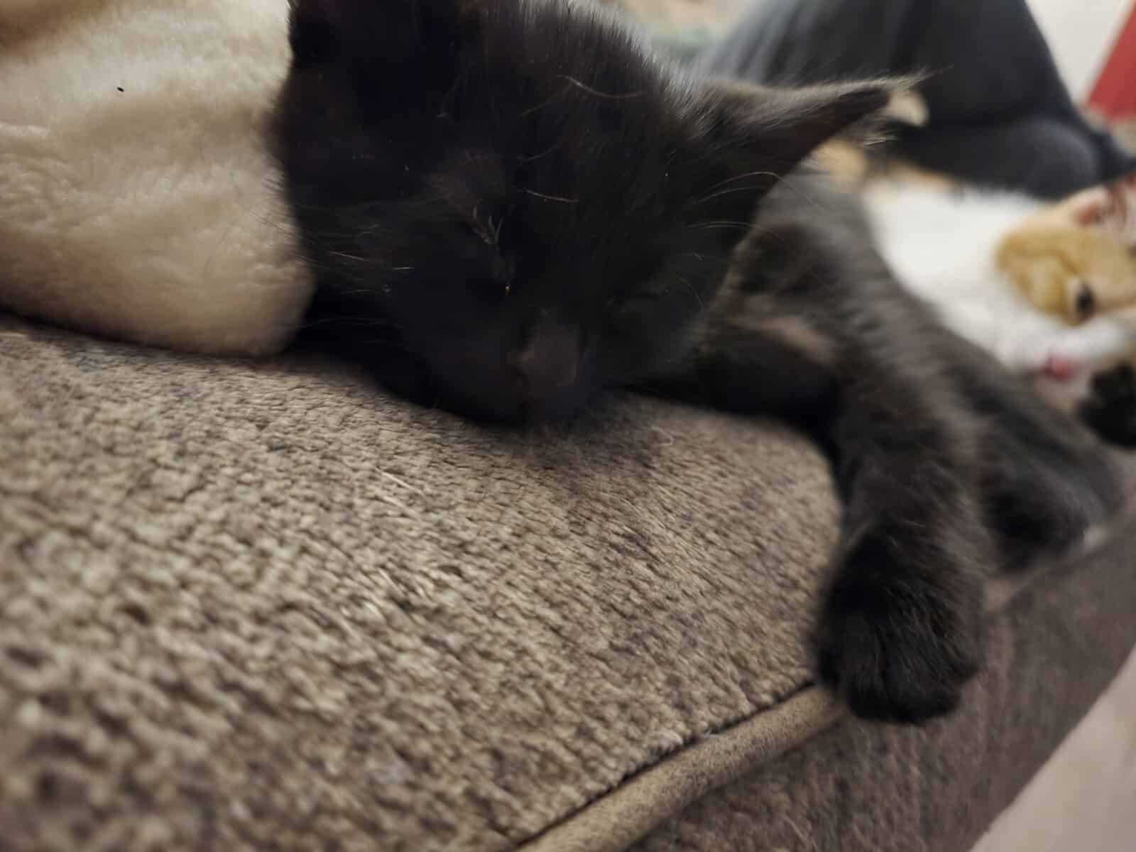 Kittens image 2