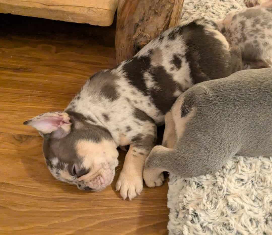 Merle French Bulldog image 4