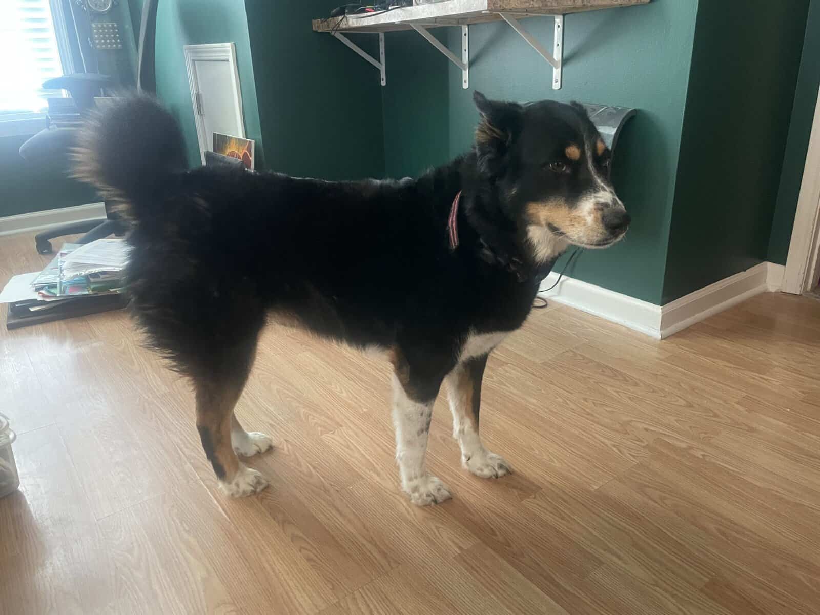 Female Husky/Australian Shepherd image 4