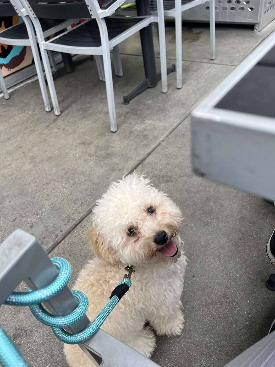 Adorable Maltipoo Ready For New Home image 1