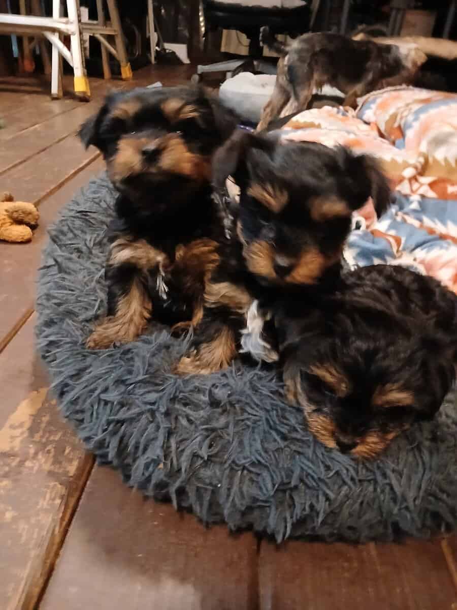 Yorkshire terrier puppies image 2