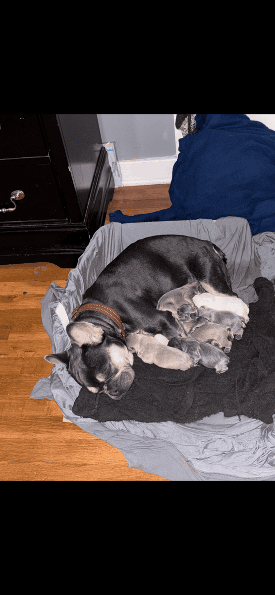 FRENCH BULLDOG PUPs image 5