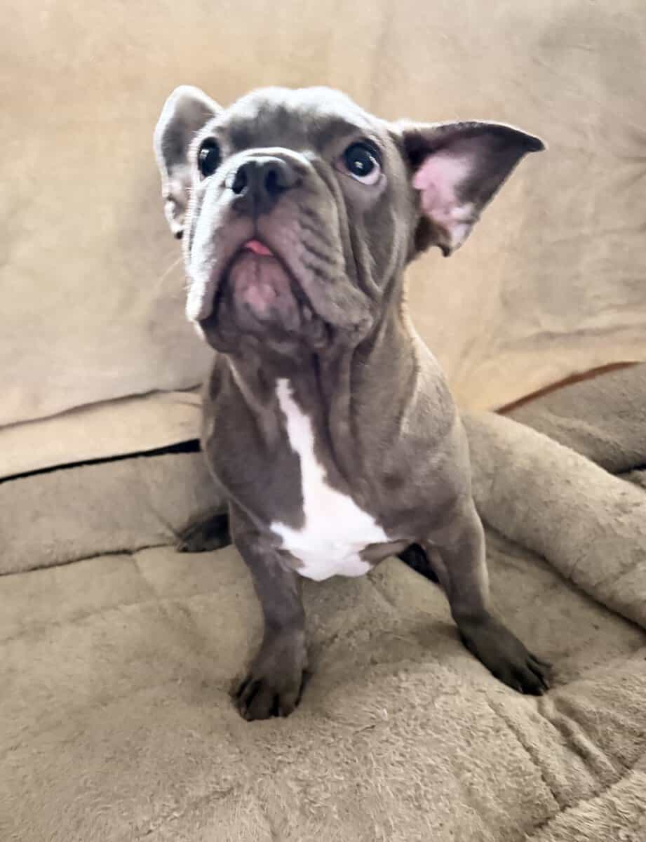 French Bulldog For Sale “Ippo” image 4