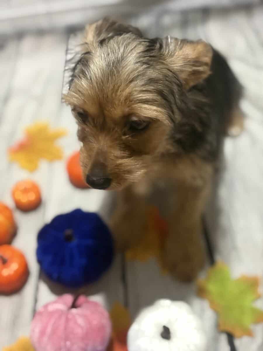 Female yorkiepoo image 2
