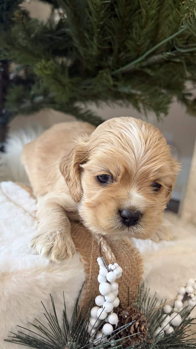 Cocker spaniel puppies image 3
