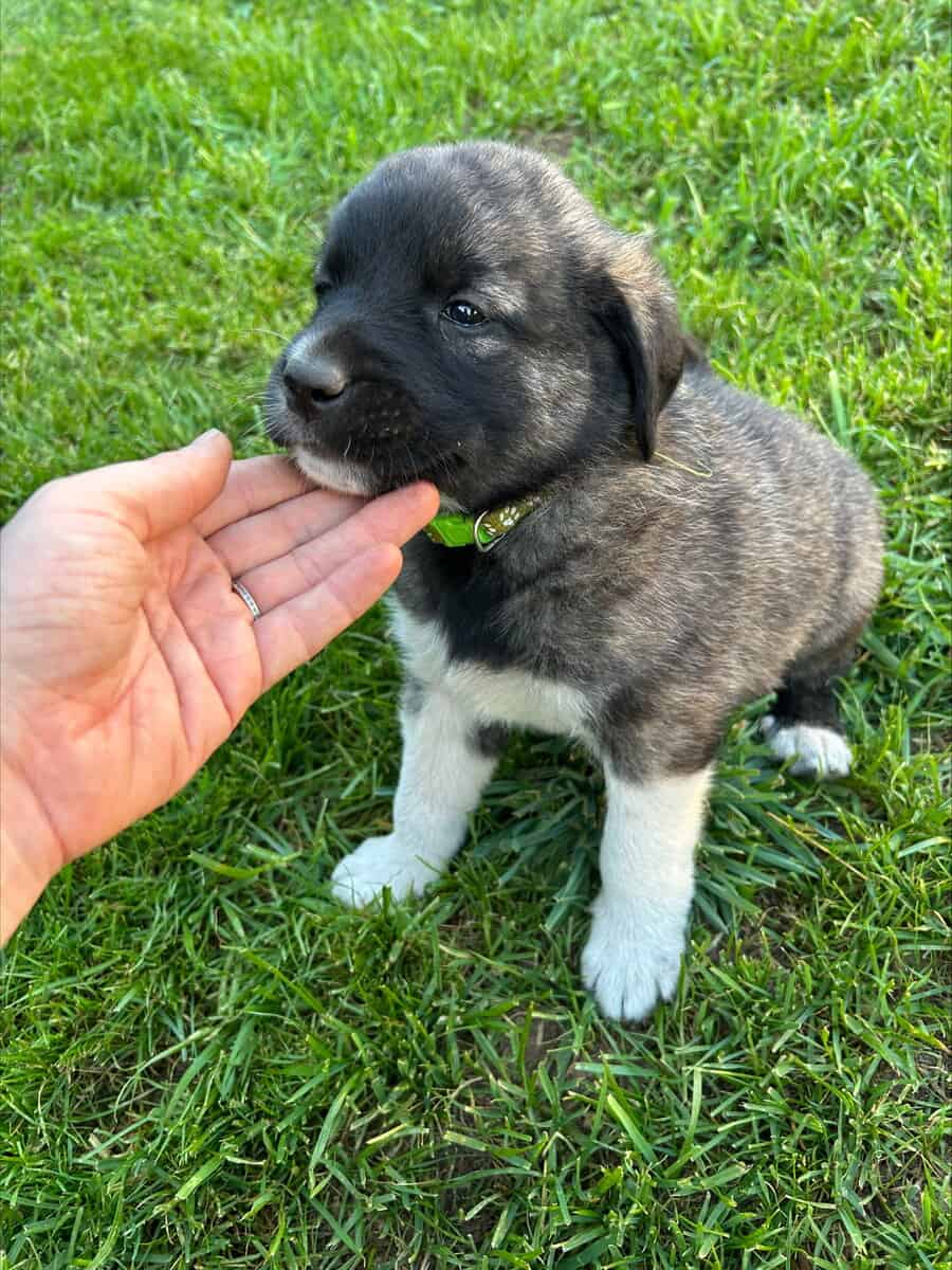 Anatolian Shepherds image 12