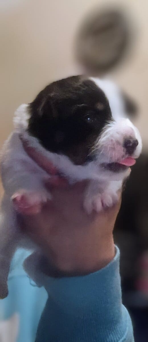 CHIWIENNIE PUPPIES READY FOR A GOOD HOME image 2