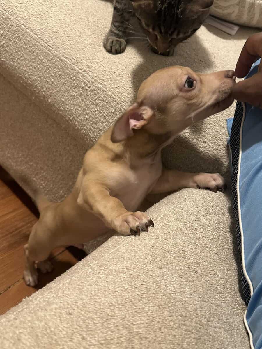Meet Caramel image 1