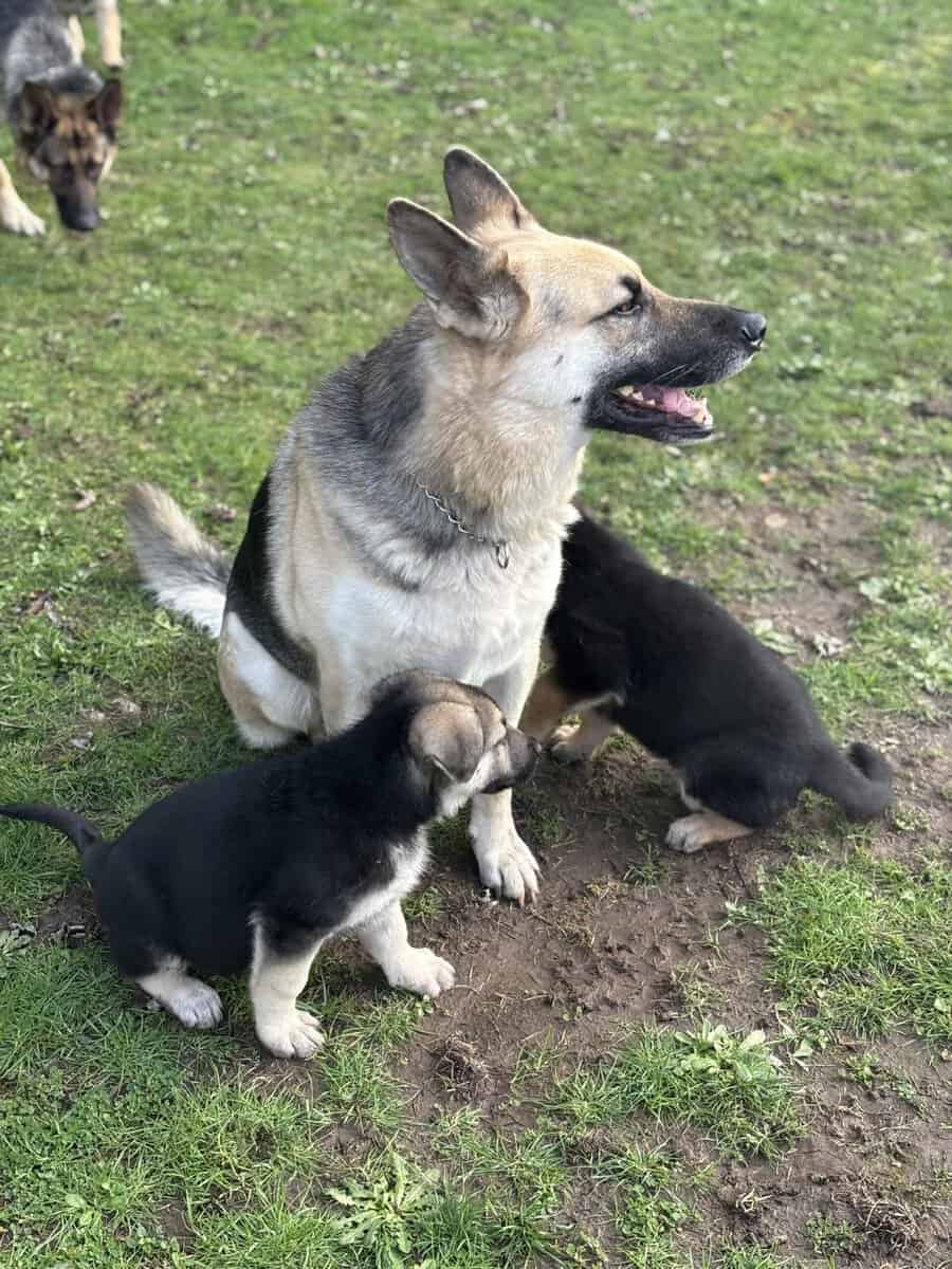 German Shepherd Puppies image 5