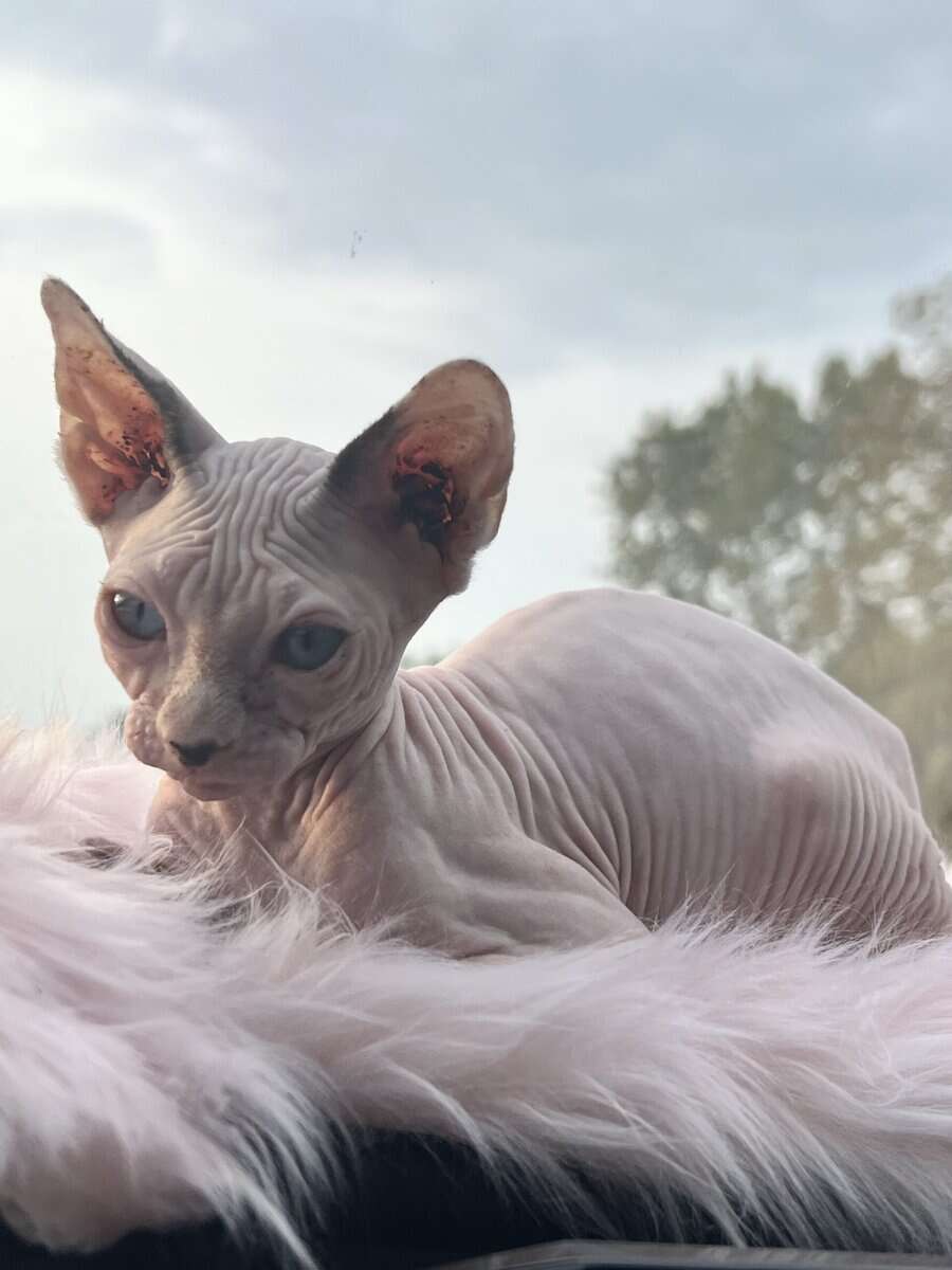 sphynx (hairless) kittens image 4
