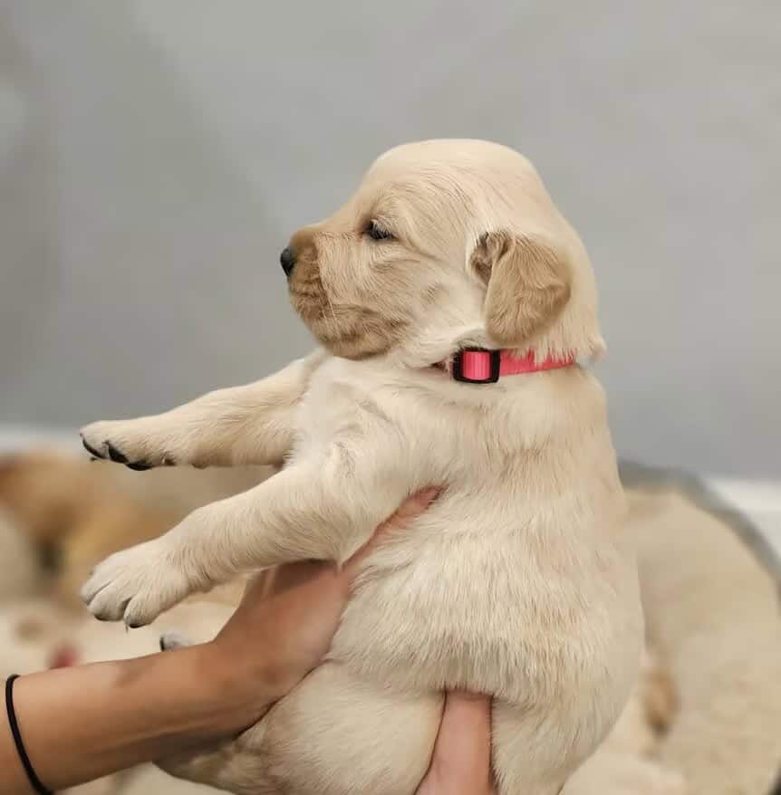 Golden Retriever puppy – boy #2 (red collar) image 1