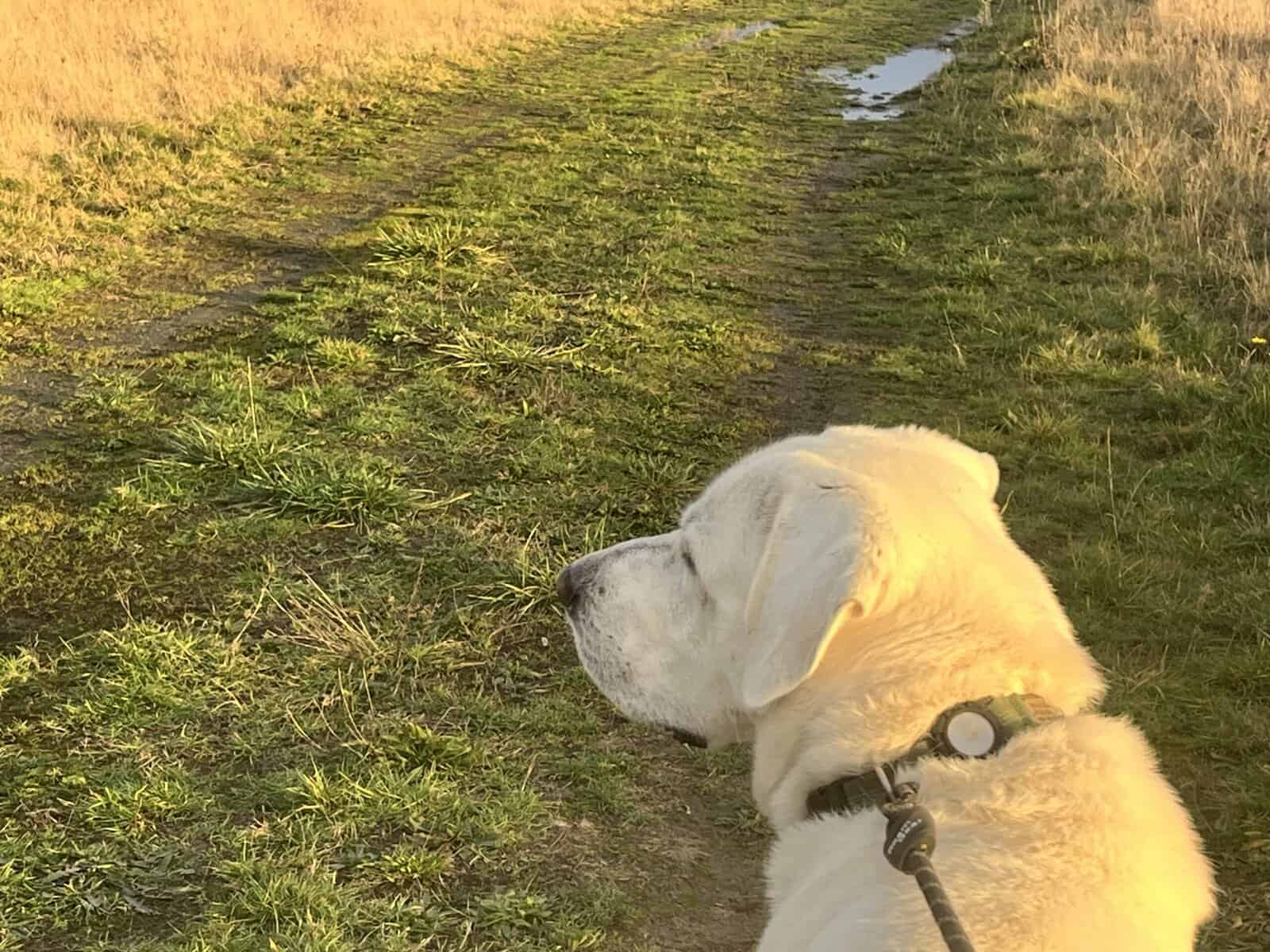 5 year old Akbash/ Great Pyrenees LGD image 9