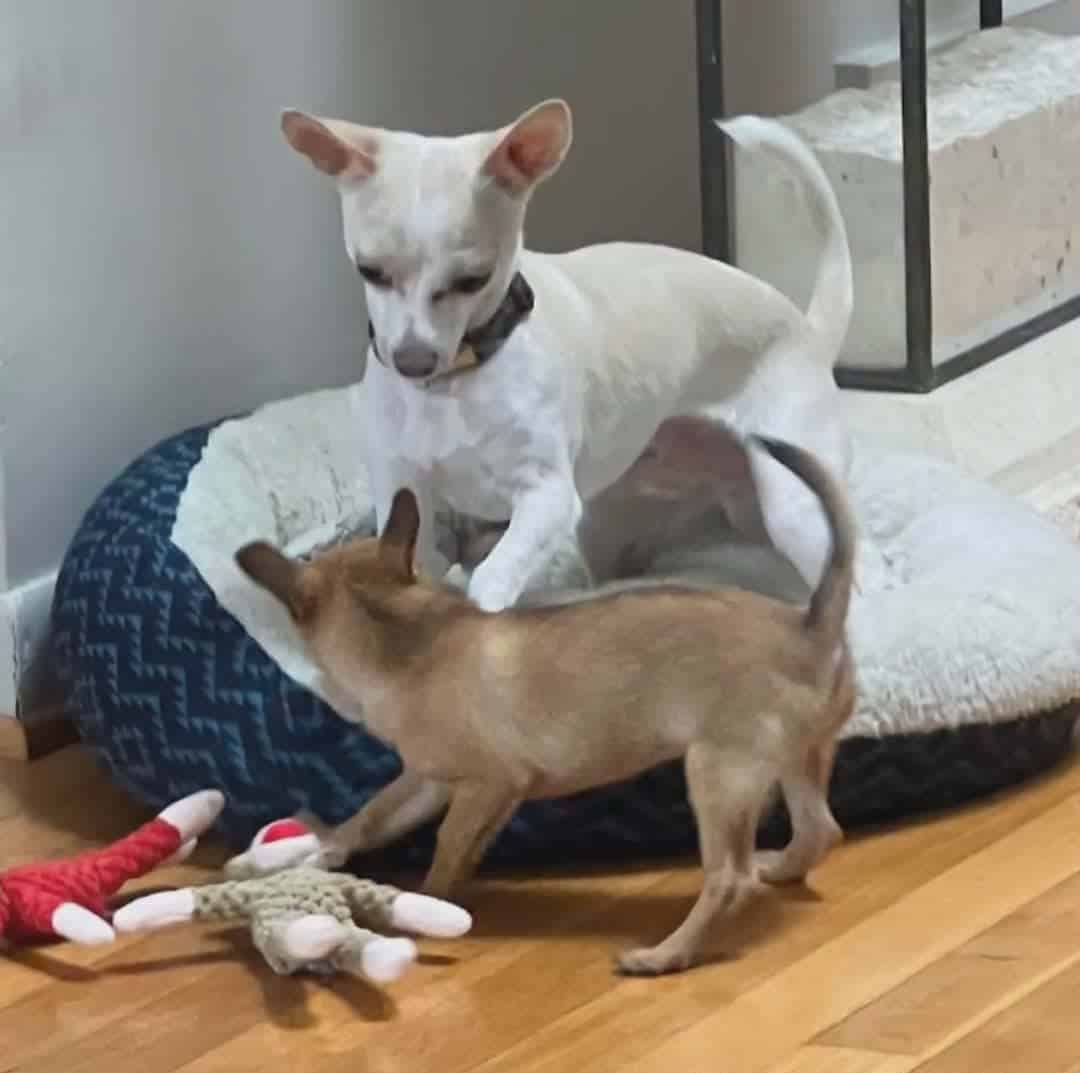 100% Pure Breed Chihuahua Puppies For Sale image 3