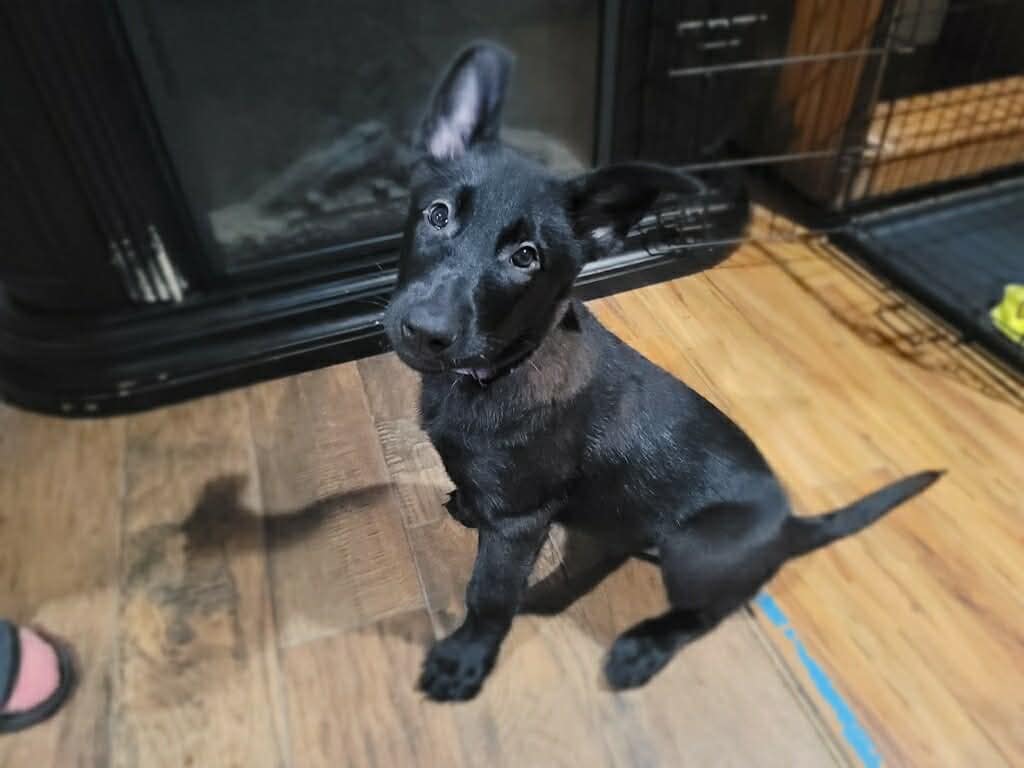 Belgian malinois pups image 6