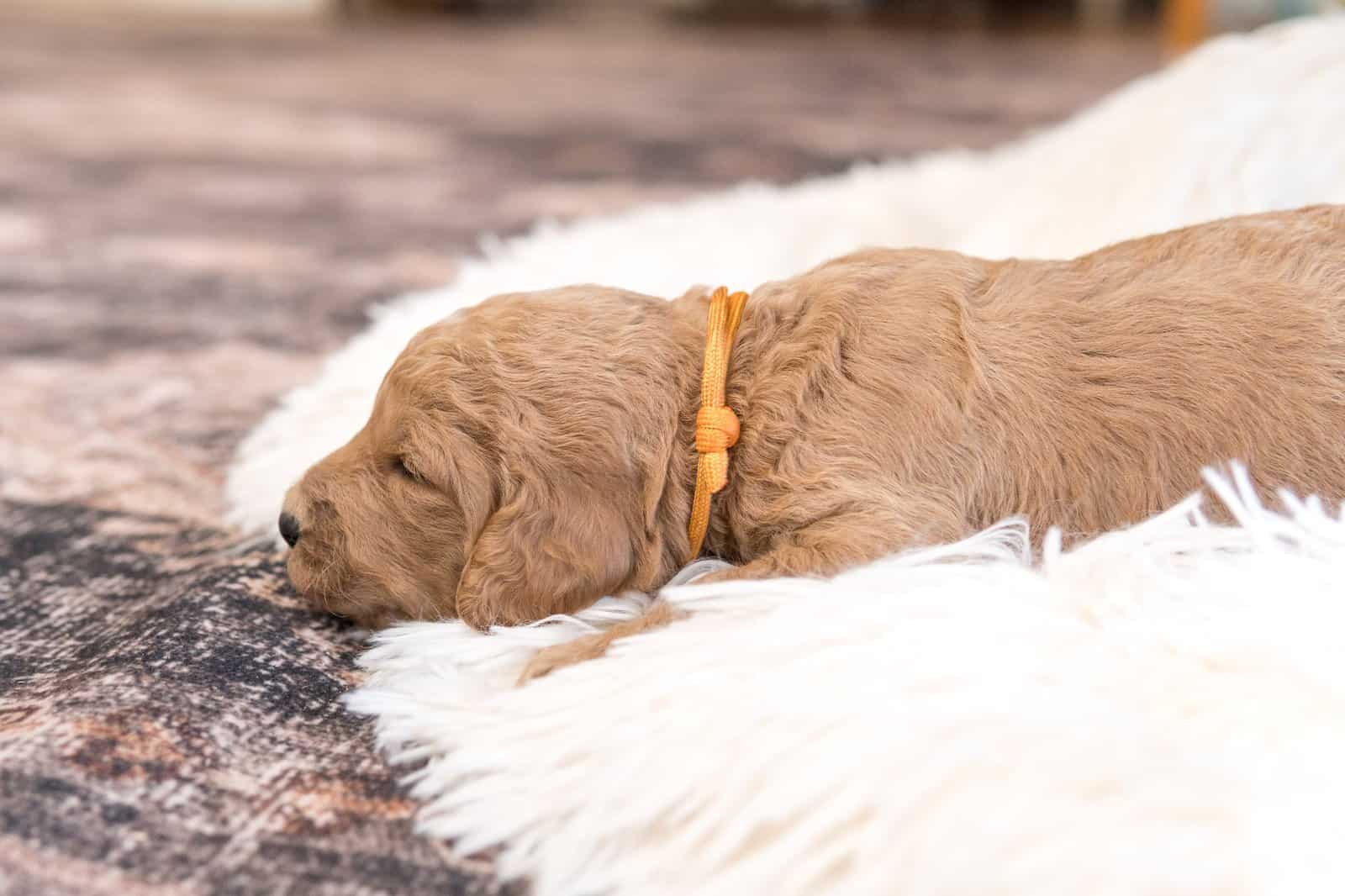 Goldendoodle Puppies image 9