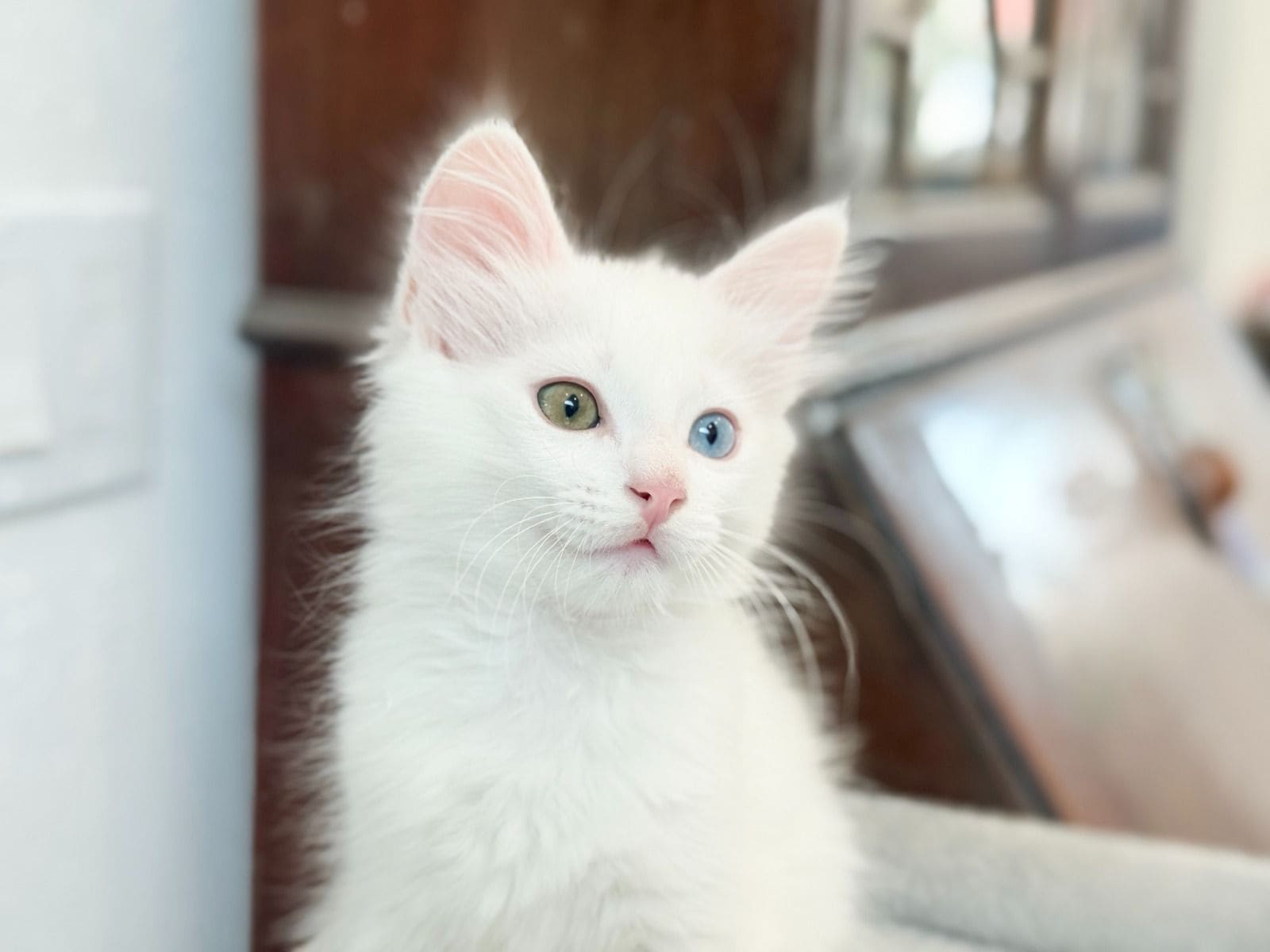 Turkish Angora Kittens image 3