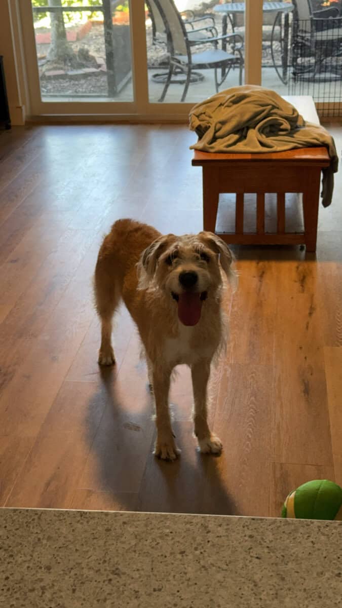 Adopt Lily image 12