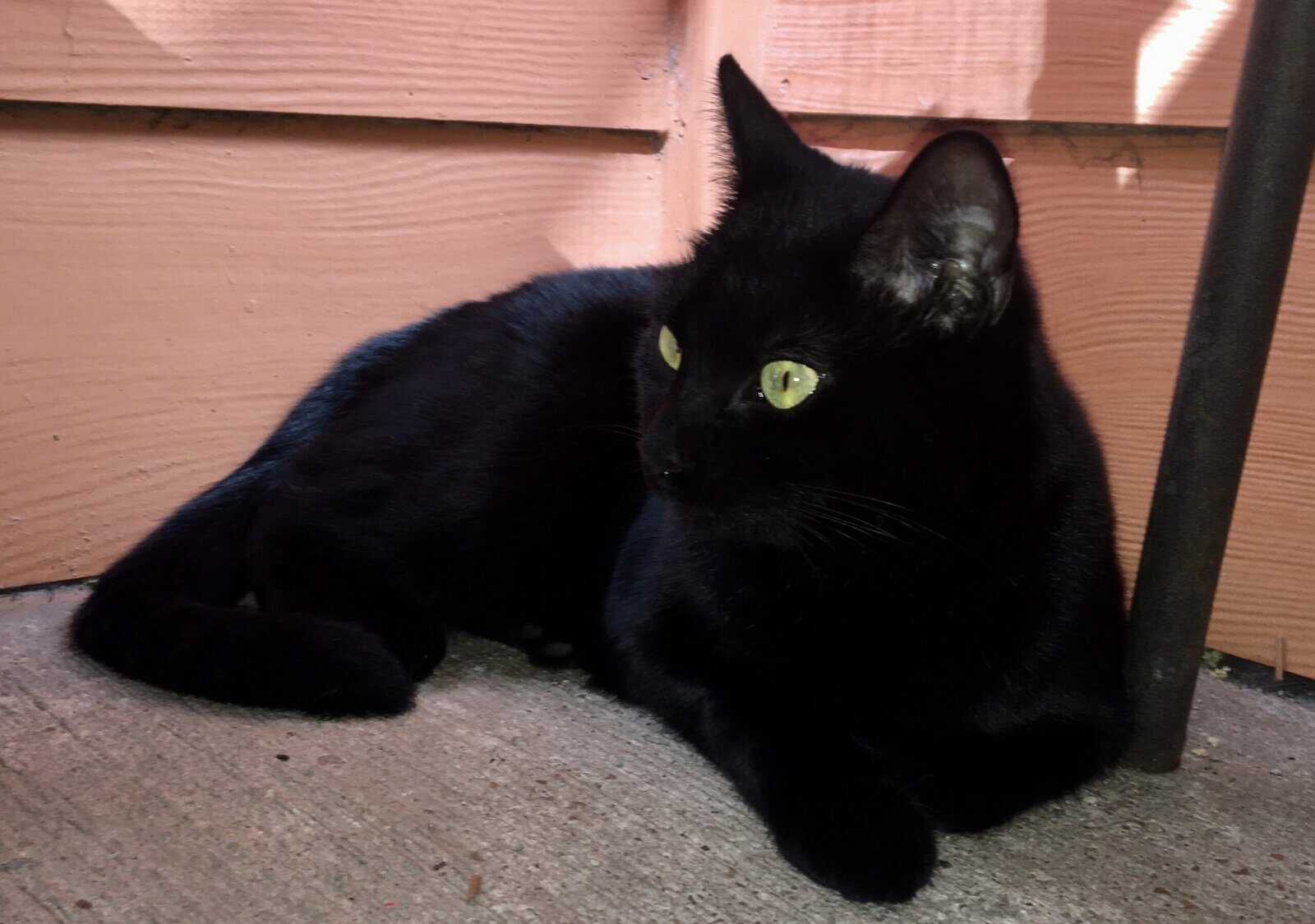 Siamese Cat and Offspring image 5