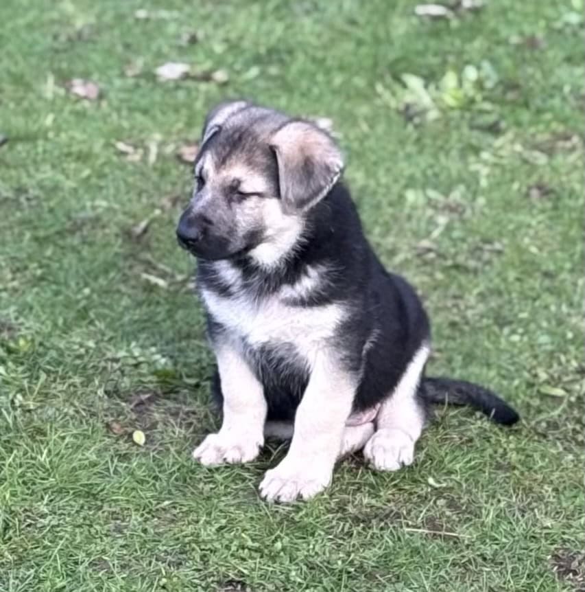 German Shepherd Puppies image 3