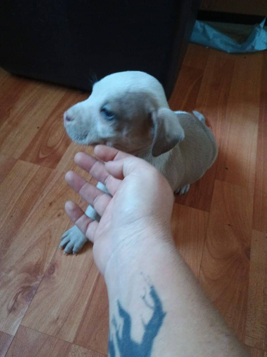 Pitbull pups image 5