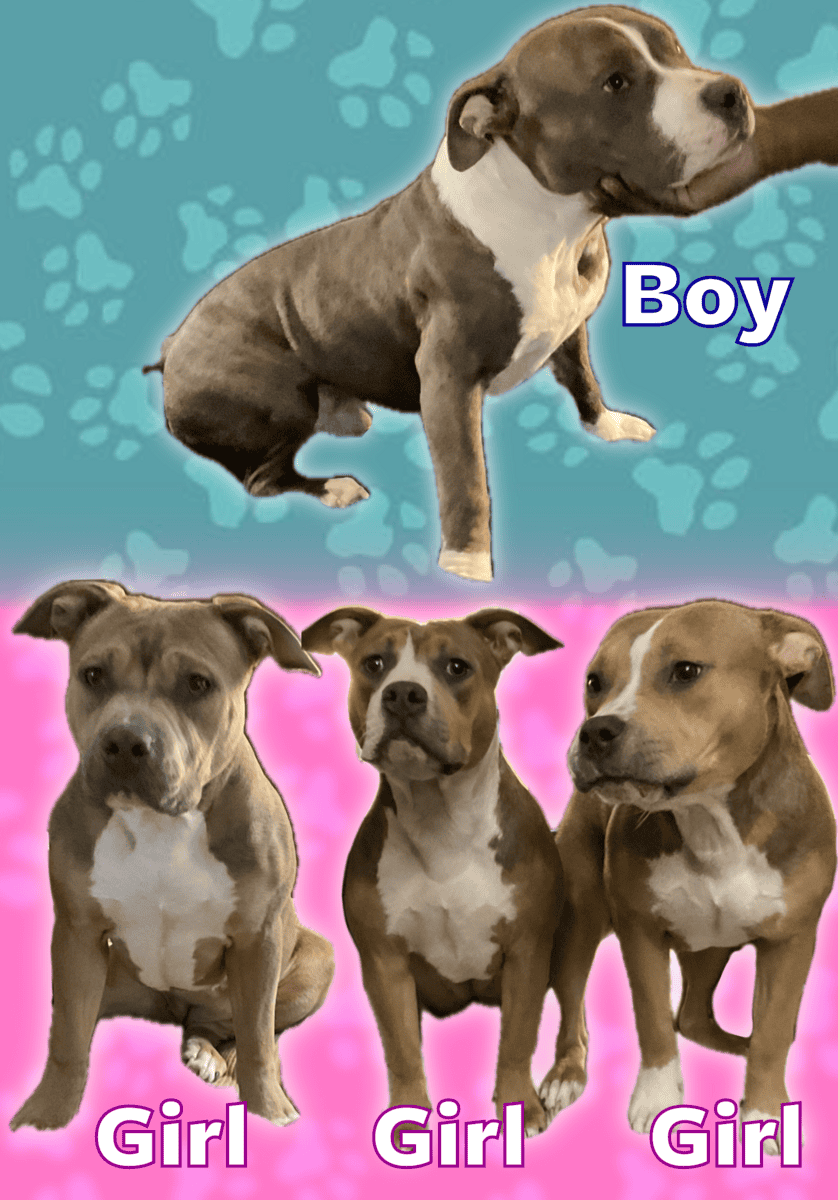 8 month old American Bullies image 1