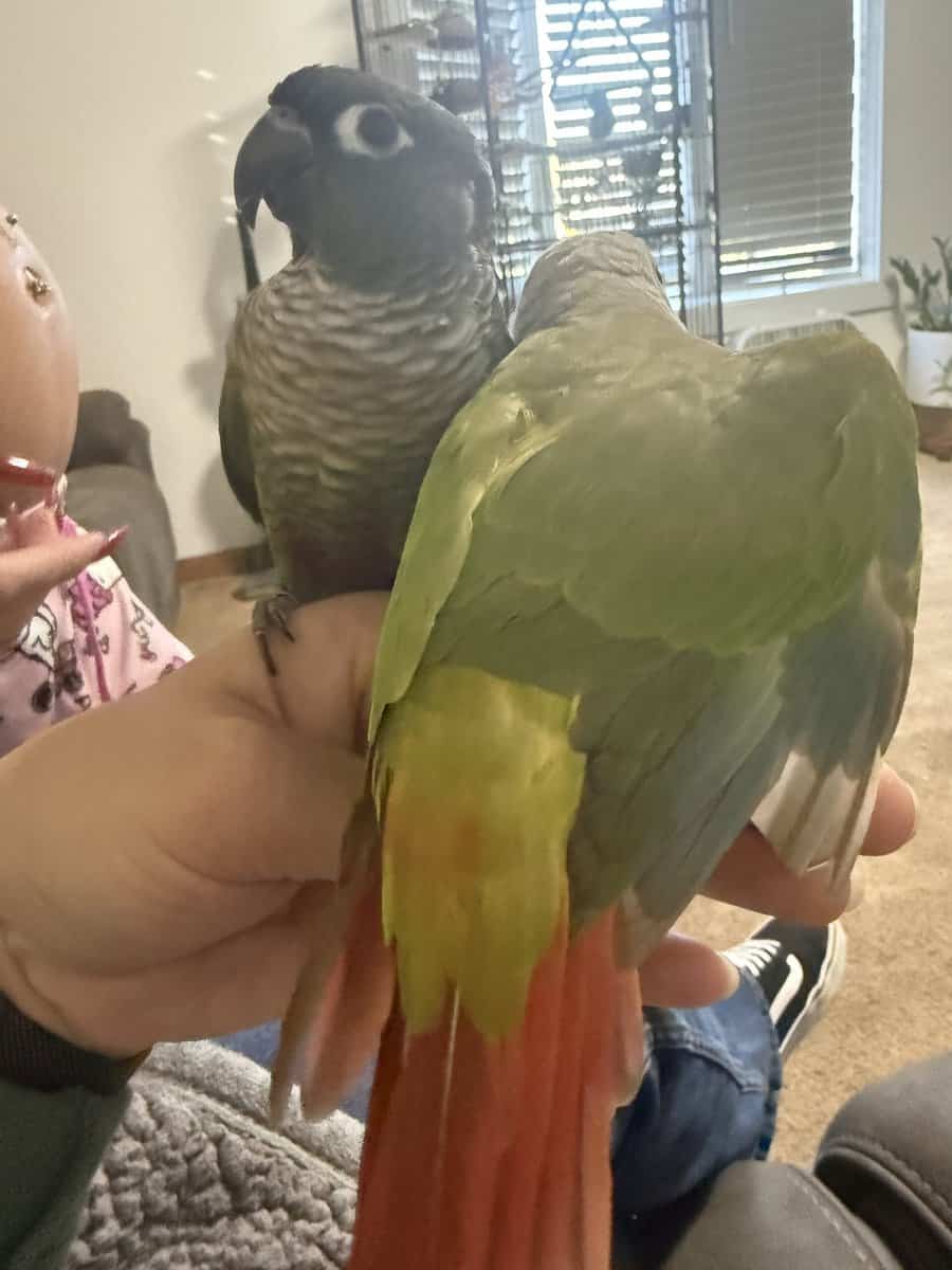 Green cheek conure and pineapple image 4