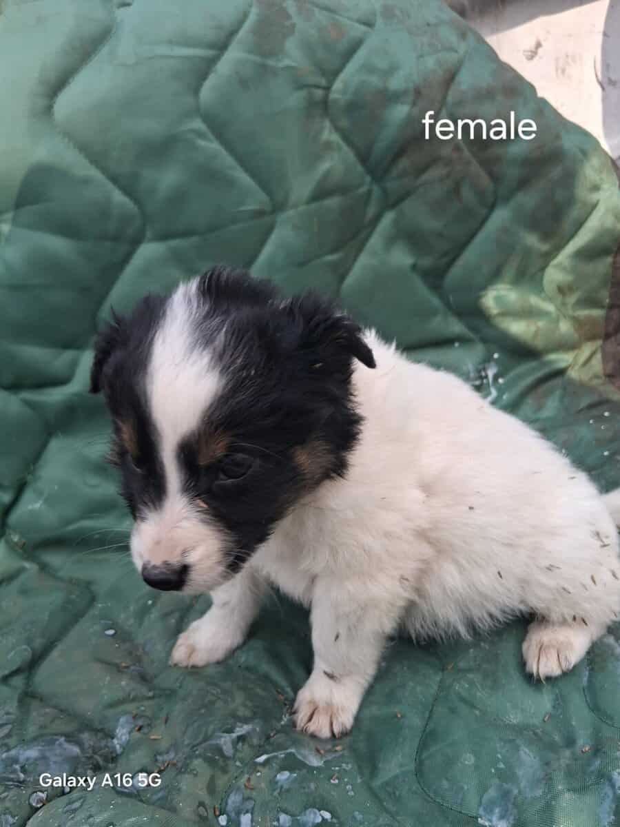 Border collie puppies image 5