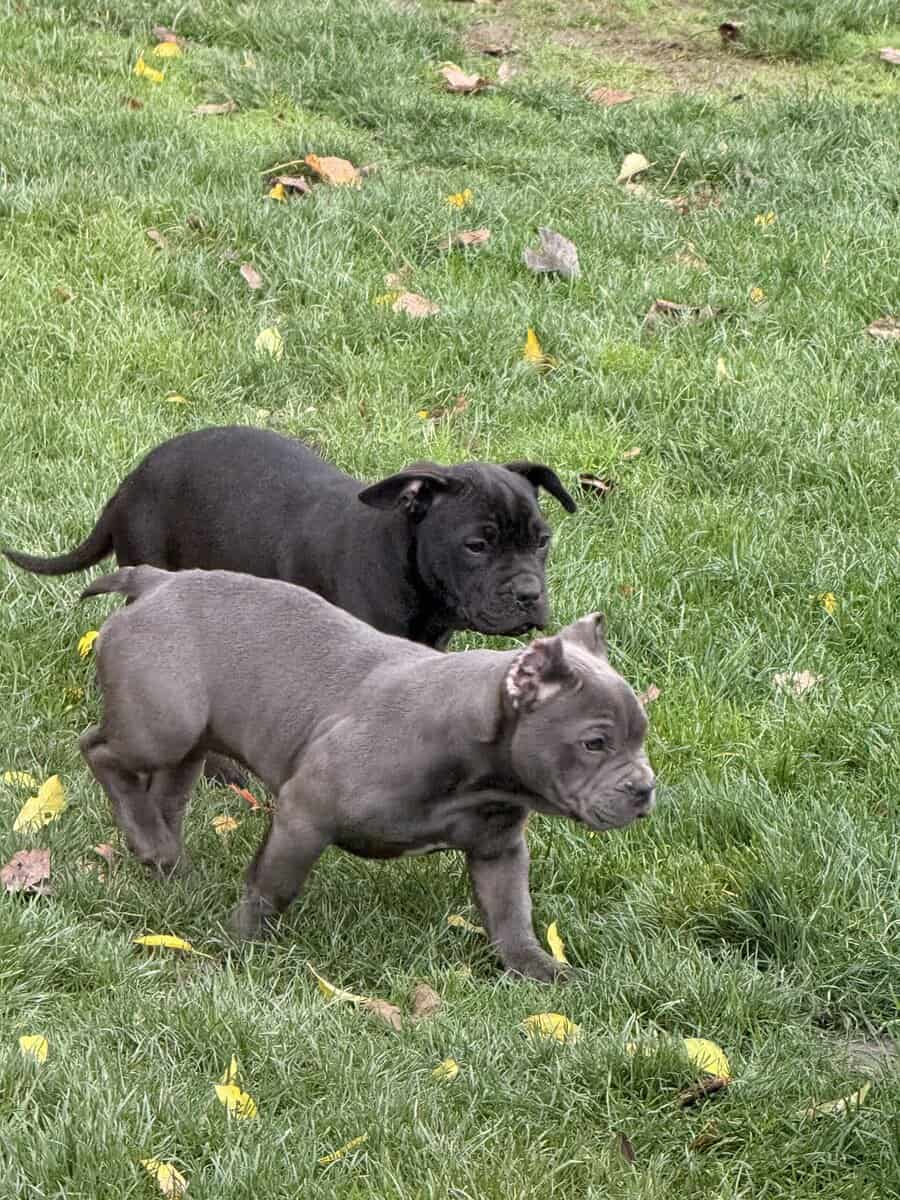 Exotic hybrid bully puppies image 3