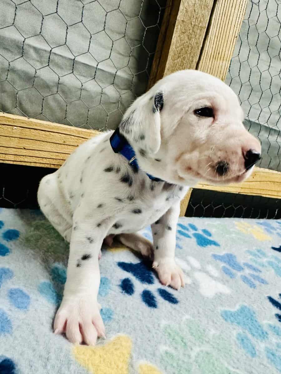 Breed Winner Dalmatian Puppies image 5