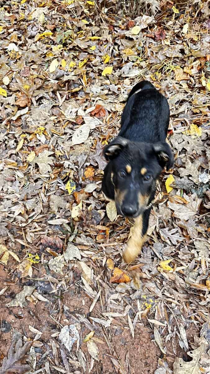 German Shepard boys for sale image 4