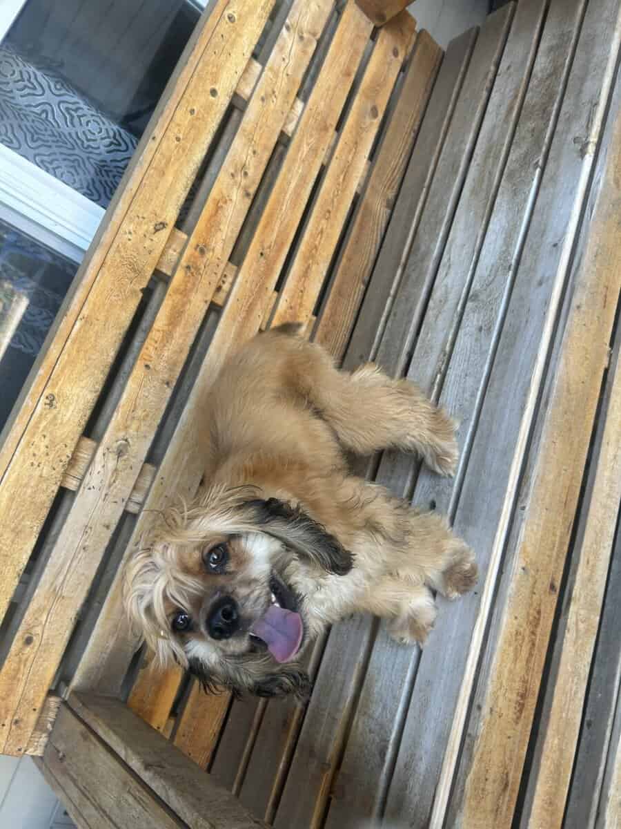 Cocker spaniel image 3