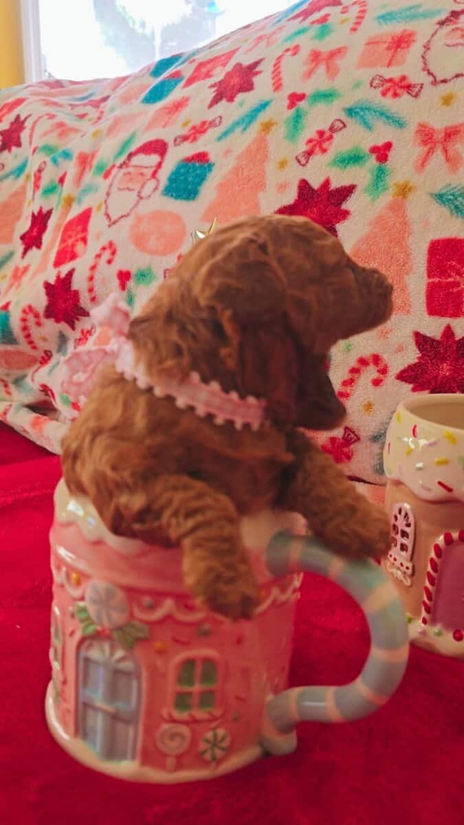 Toy Poodle image 5